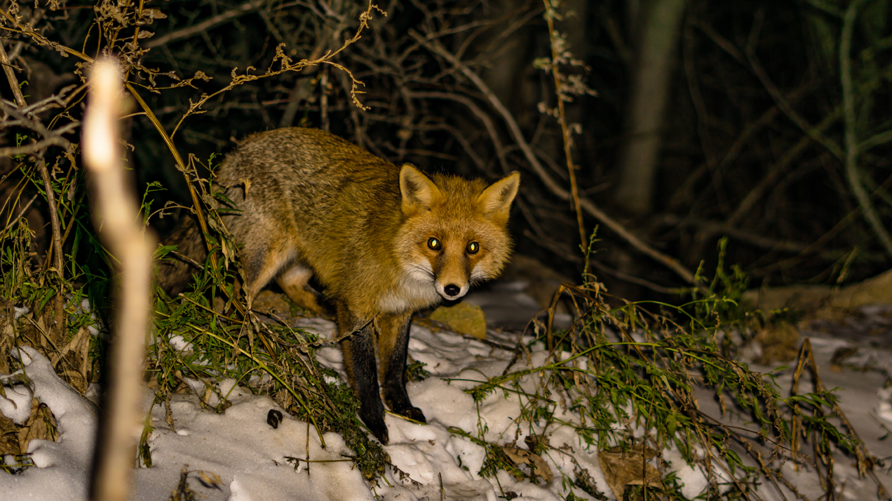 Fotopułapka zamocowana w lesie